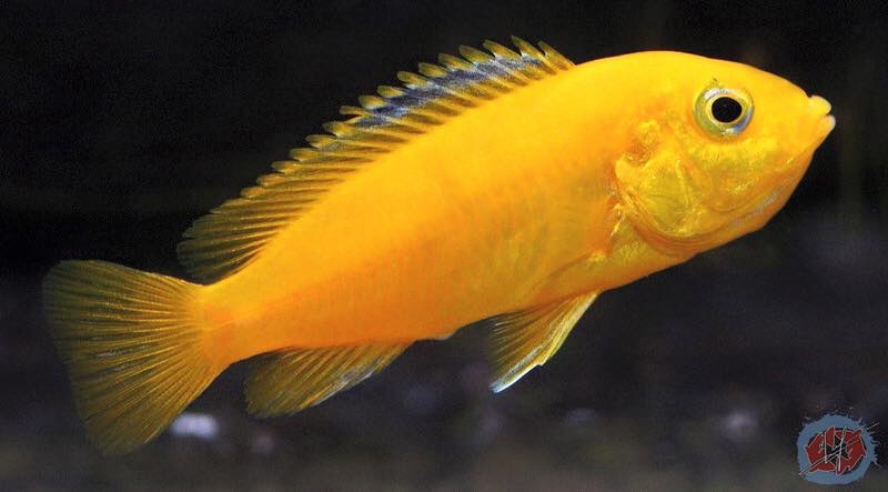 Labidochromis caeruleus 'Ruarwe'